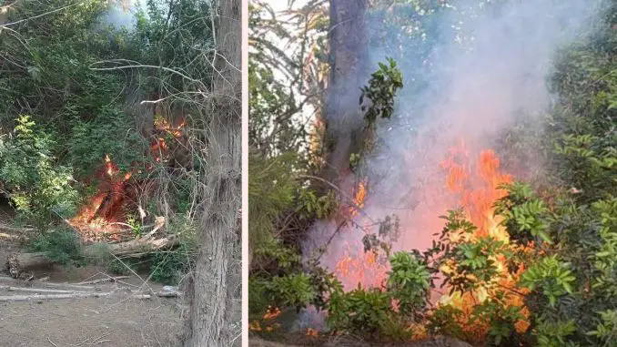 Brandstiftung-Palmenwald-Costa-Calma