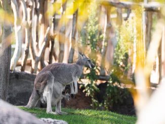 Baby Rotes Riesenkanguru Fuerteventura