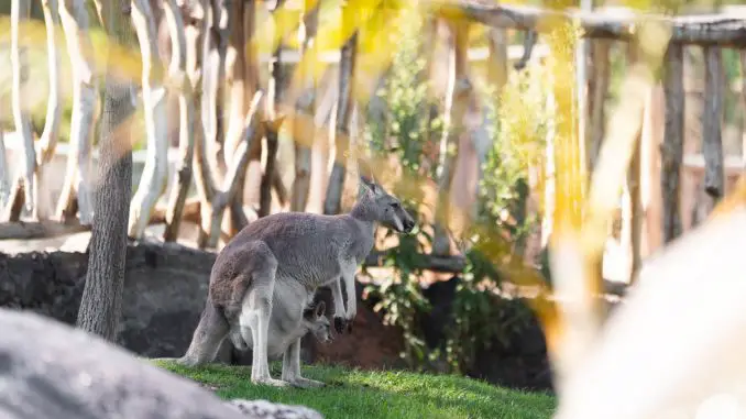 Baby Rotes Riesenkanguru Fuerteventura