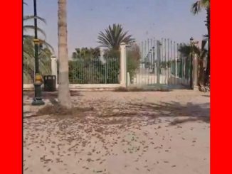 Heuschrecken Boujdour