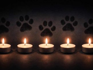 Katzenmoerder La Lajita Kerzen Pfoten