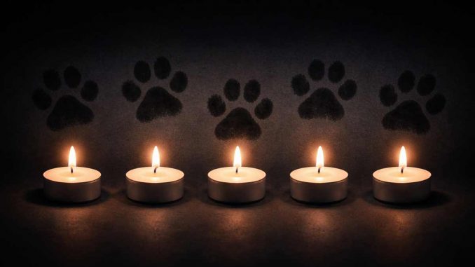 Katzenmörder-La-Lajita-Kerzen-Pfoten