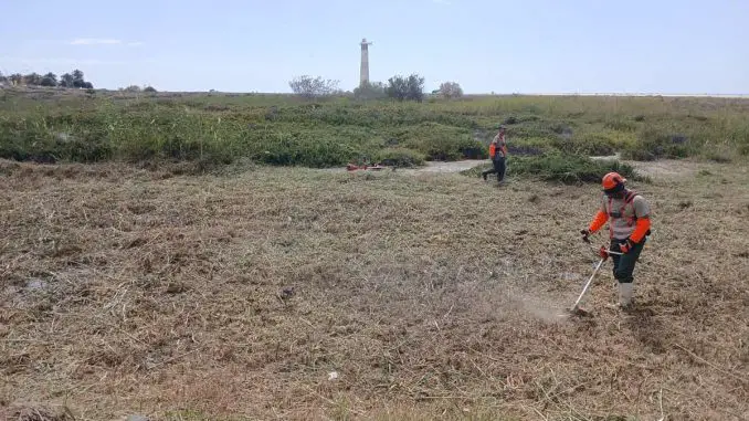 Schilfrohr Saladar de Jandia