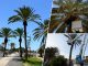Cabildo Fuerteventura Palmenpflege Gran Tarajal