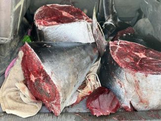 Thunfisch Fuerteventura