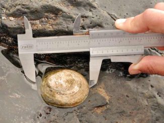Fuerteventura Napfschnecke