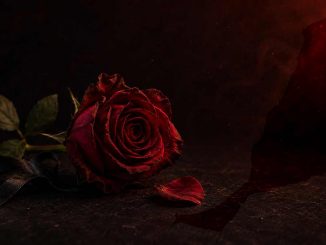 Rose Kleinkind