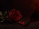Rose Kleinkind