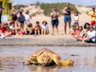 Schildkroete Freilassung