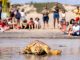 Schildkroete Freilassung