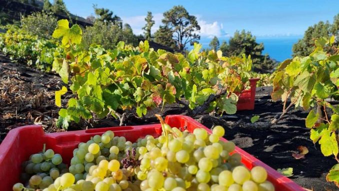 Weinlese-Teneriffa