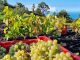 Weinlese Teneriffa