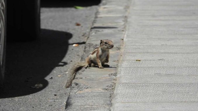 Atlashörnchen-Lanzarote