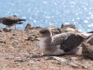 Gelbschnabel Sturmtaucher Jungvogel Fuerteventura