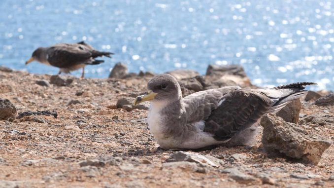 Gelbschnabel-Sturmtaucher-Jungvogel-Fuerteventura