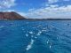 Travesia Nado Lobos Corralejo 2026