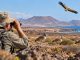 Vogelbeobachtung Fuerteventura Zepa