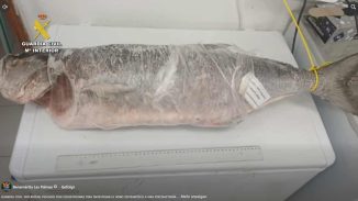 tiefgefrorener Fisch Pejerey Ciguatoxin
