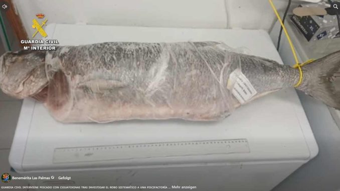 tiefgefrorener-Fisch-Pejerey-Ciguatoxin