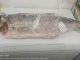 tiefgefrorener Fisch Pejerey Ciguatoxin